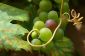 Raisins et kcal - ces faits de nutrition coincés dans les raisins