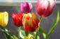 tulipes de vacances tout simplement expliqué