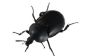 Mini Beetle dans l'appartement - que faire?
