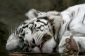 White Tiger - utiliser les images comme okras