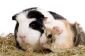 Guinée cochon bébé - élevage et soins