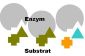 Les enzymes qui clivent spécifiquement substrat de protéines - explication compréhensible