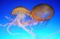 Méduses en Méditerranée - de sorte que vous reconnaissez les zones vulnérables