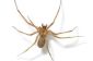 D'où vient l'araignée recluse brune?