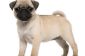 Pug - Informations sur la tenue et les soins de la race de chien