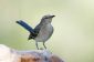 Entendre et de distinguer le chant des oiseaux - comment cela fonctionne: