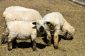 costume de moutons coudre un bébé - comment cela fonctionne: