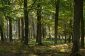 Le prix des terres pour la forêt - donc vous devez attendre dans Allemagne de l'Est