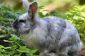 races de lapin - que vous devriez considérer lors de l'achat