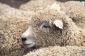 De la laine Lana tricoter un pull - Pour traiter la laine