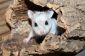 Hamster nain - nom pour les petits rongeurs