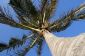 Palm Islande Dubaï - des informations intéressantes sur l'île