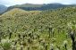 Biodiversité intrigante à El Angel Ecological Reserve en Equateur