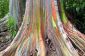 Arc en ciel Eucalyptus-le plus coloré Arbre sur Terre