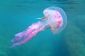 Jellyfish Vibrant - sachant