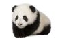 Éternuements Panda - considéré comme le phénomène Internet