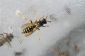 Wasps en Italie - Environ Sceliphron guêpe