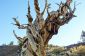 Bristlecone Pines - les plus vieux arbres de la Terre