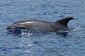 Delfin et ses ennemis - En savoir plus sur les mammifères marins