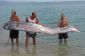 Oarfish: La plus longue poissons dans le monde