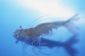 Crevettes en aquariophilie - explique aisément pour les débutants