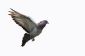 espèces de pigeon diffèrent correctement - comment cela fonctionne: