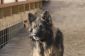 Vieux chien de berger allemand - Faits sur la course