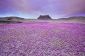 Desert Wildflowers dans le Plateau du Colorado
