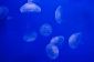 Méduses dans la mer du Nord - que vous devriez être au courant