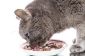 Chat vomit la nourriture - que faire?