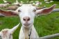"Vous ne pouvez pas concilier la chèvre et le chou» et d'autres idiomes AMAZING du monde entier