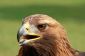 Espèces aigle en Allemagne - de sorte que vous reconnaître les différents oiseaux