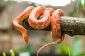 Les serpents de maïs sont toxiques?
