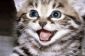 Happy Day World Cat: Voici, les 14 chats les plus photogéniques sur Internet