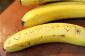 Fun for Kids: Le Secret de banane Messages
