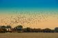 Quels oiseaux sont des oiseaux migrateurs - Ce qu'il faut savoir