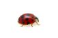 Puanteur Ladybug - Causes
