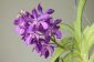 Orchid - l'importance de ces et d'autres fleurs dans la langue vernaculaire
