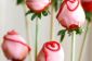 Sweet Valentine: fraises trempées dans le chocolat Roses