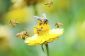 Pourquoi les abeilles meurent quand elles piquent?