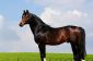 Trakehner - Caractère et la conformation de la course de chevaux à un coup d'œil