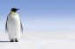 Perles de compagnie: Penguin - Instructions