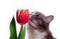 L'allergie au pollen chez les chats - conseils utiles