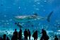 Georgia Aquarium: le plus grand aquarium dans le Monde