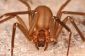Top 10 des araignées les plus venimeux dans le monde