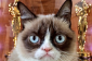 Grumpy Cat Nouveau film: «Parcs et Rec 'Star Aubrey Plaza Voice Meme Cat in Film de vie