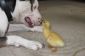 Cette Duckling Elevage est le plus mignon chose sur l'Internet