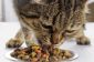 Gastrite chez les chats - Causes, symptômes et traitement