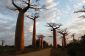 Baobab: L'Arbre de Upside-Down