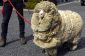 Shrek, le mouton qui se sont échappés Shearing pour 6 ans
